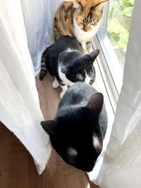 同居猫の（手前から）てまりんちゃん、リンちゃん、そしてひなちゃんがそろって窓辺でニャルソック（画像提供：ひなてまリンさん）