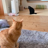 距離感がなんとも微妙