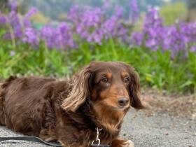 ヘルニアから回復　猫たちのママとしてお世話もするミニチュアダックス「スー」