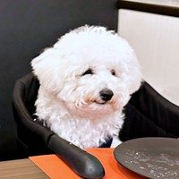お皿が空っぽ…しょんぼりするムーンちゃん（画像提供：めろみちゃんとむんちゃんさん）