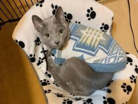 生命力に感動と勇気をもらう　腎臓病と闘うロシアンブルー「Louis」