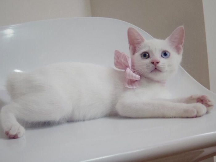 お尻だけでなくオッドアイも魅力的　（maiさん提供）