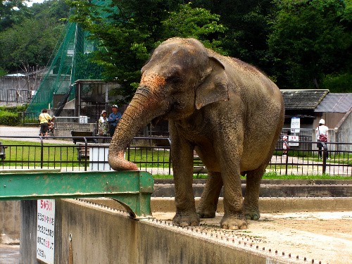 ゾウの「ふじ子」、ストレスで 夜中も立ったまま眠る？