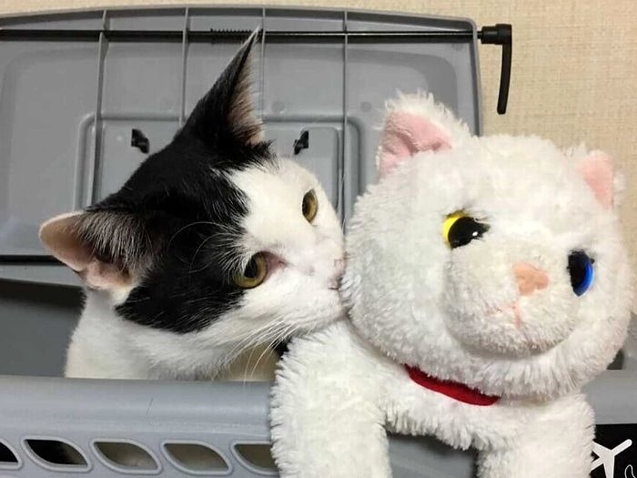 ぬいぐるみにチュッ