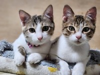 仲良く隣り合う猫ちゃんたち（提供：NPO法人　府中猫の会さん）