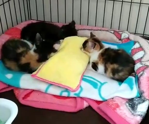 ３姉妹がそろった5月の夜。この後、小町（左）は会社関係者の家にいき、先住猫と幸せに暮らしています。うに、ララの名は預かり先でつけてもらったのを引き継ぎ、小町の名は今のご家族が迎える前に考えていたそうです（岸さん提供）