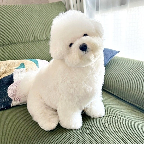 トリミングしてまん丸ボディになったぴぷすくん（画像提供：しろいぬ（ぴぷす）さん）