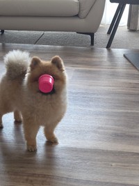 おもちゃで前がみえず身動きが取れないポメリーくん（提供：ポメラニアンのポメリーさん）
