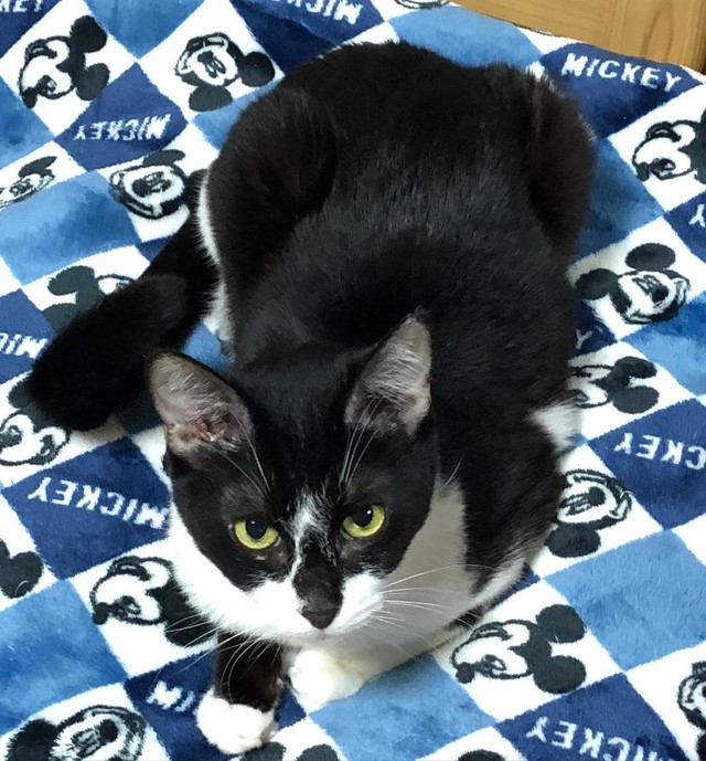 上目遣いでおねだりするのが得意