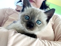 キトンブルーが愛らしいステラちゃん（画像提供：葉山あかね 2y 双子さん）