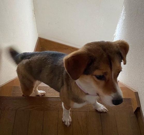 「階段っていい運動になるのね」（甲田さん提供）