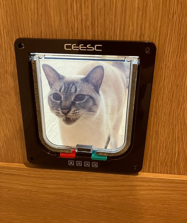 猫ドアの通り方がわからず困惑気味なロロちゃん（提供：昼休みのねこさん）