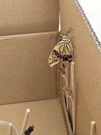 なぜ冬に？＝深海マザーさん（@deepseaMOTHER）提供