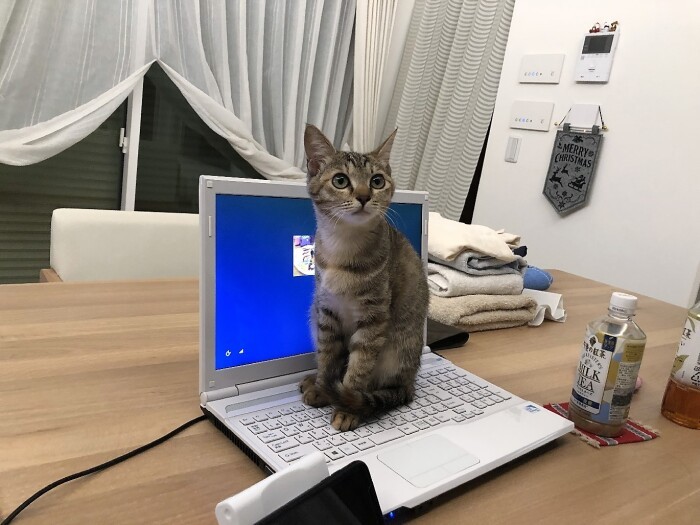 やんちゃなモカは、いろんなものの上に乗る（健太さん提供）