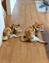 足先をナメナメするタイミングも一緒でした･･･（柴犬うまるさん提供、Twitterよりキャプチャ撮影）