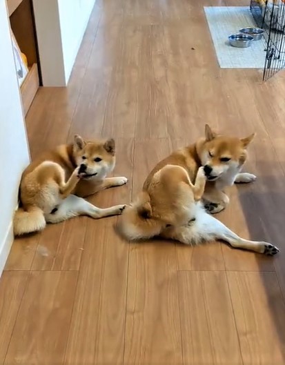 足先をナメナメするタイミングも一緒でした･･･（柴犬うまるさん提供、Twitterよりキャプチャ撮影）