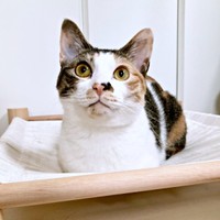 お手てないないーーちょこんと座るむすびちゃん（画像提供：くろとらたきびさん）