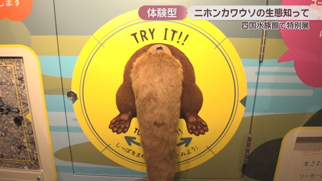 ニホンカワウソ大捜索隊司令部　四国水族館　特別展示室