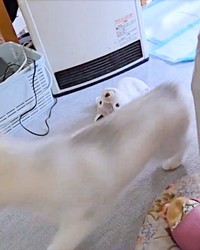 別方向から取ることを思いついたものの通り過ぎてしまう六花ちゃん（画像提供：sakuraさん）