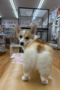 ハートのしっぽを見せつける！（提供：みらくさん）