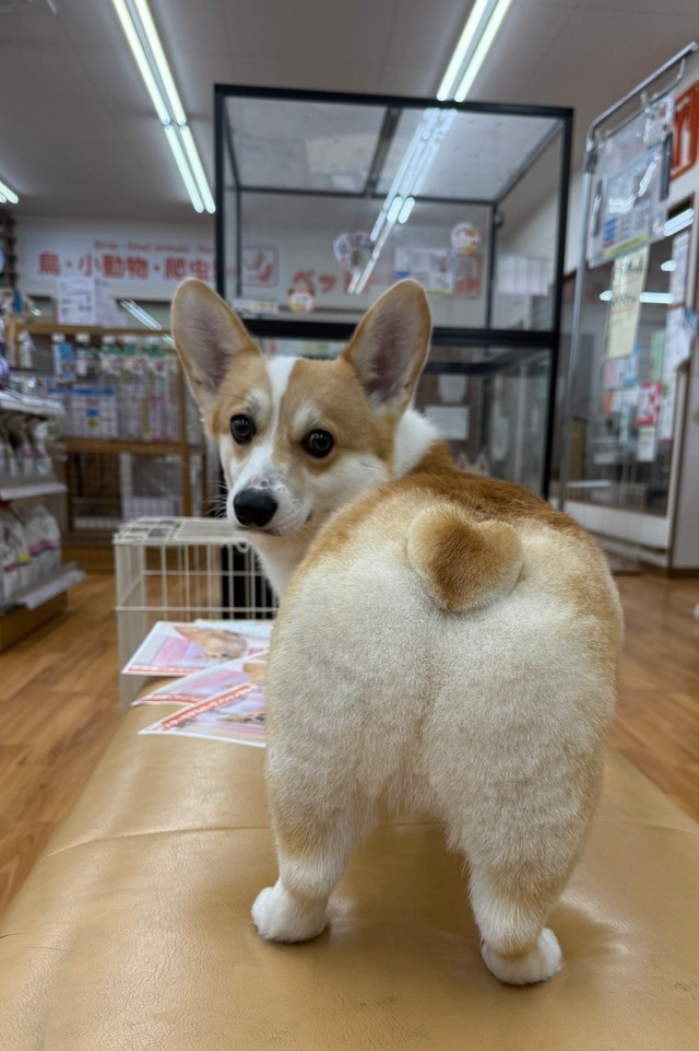 ハートのしっぽを見せつける！（提供：みらくさん）