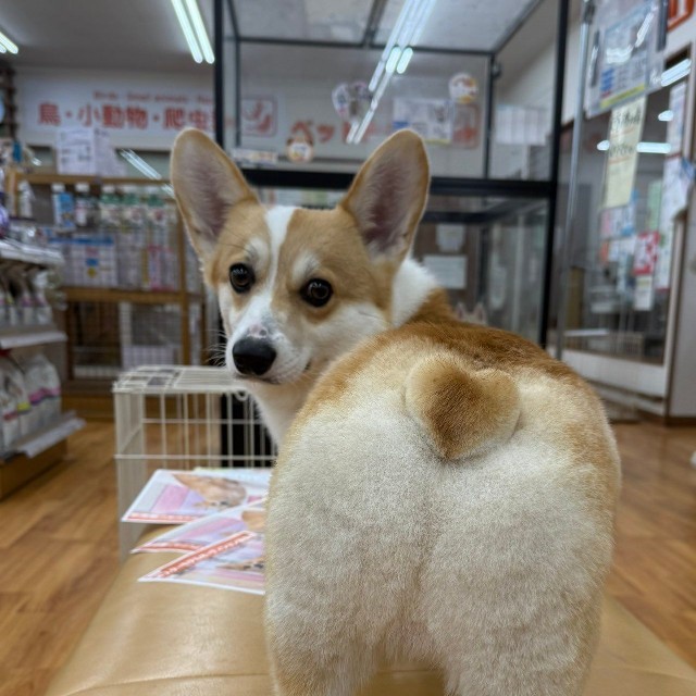 ハートのしっぽを見せつける！（提供：みらくさん）