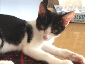 炎天下の団地にいたガリガリな子猫　病気を克服し、幸せな家猫に