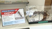 入れない・捨てない・広げない　身近な外来生物について考える展示会　岡山市