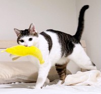 バナナの運び屋にもなるセロイくん（画像提供：パッツン前髪のセロイと弟プランスさん）