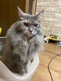  “密室”からの脱走ルートは今も謎（るちゃちゃんの飼い主さん提供）