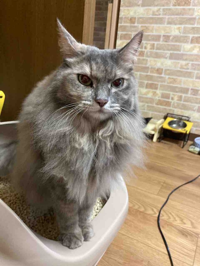  “密室”からの脱走ルートは今も謎（るちゃちゃんの飼い主さん提供）