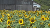 二十四の瞳映画村で約1.5万本のヒマワリが見頃　涼やかな風鈴を楽しめる企画展も　香川・小豆島町