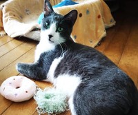 道路で動けなくなっているところを保護された猫