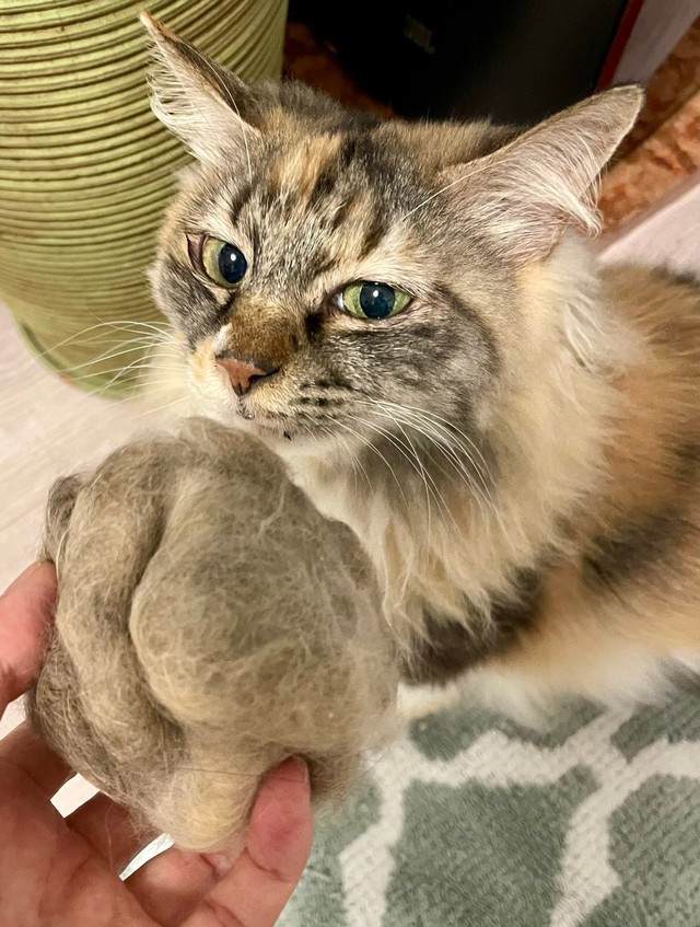 換毛期到来！ 大きな毛玉がとれたつくしちゃん（画像提供：りりつくさん）