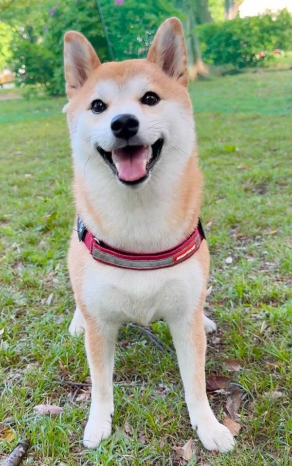 散歩中、にこにこ笑顔のつくねちゃん（画像提供：柴犬つくねさん）