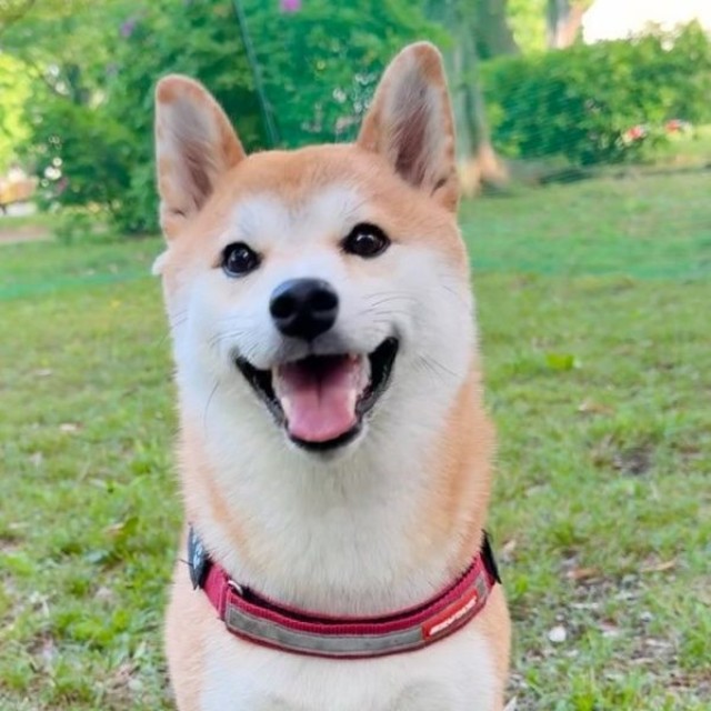 散歩中、にこにこ笑顔のつくねちゃん（画像提供：柴犬つくねさん）