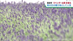 母の日のプレゼント用に本格化　ラベンダーの出荷　宮城・涌谷町