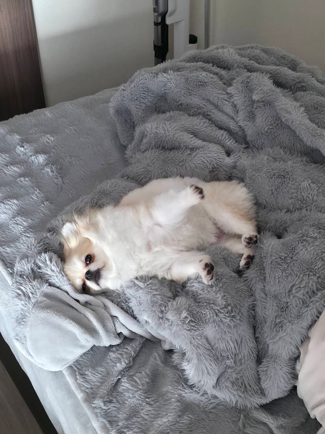 まだまだ眠いめるちゃん（提供：ポメチワ める🐾さん）