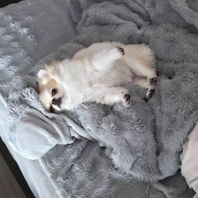 まだまだ眠いめるちゃん（提供：ポメチワ める🐾さん）