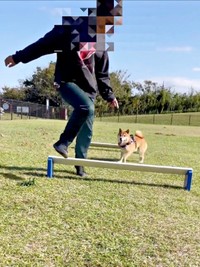 おだしくんは2つ目のハードルの前へ…（画像提供：柴犬おだしさん）
