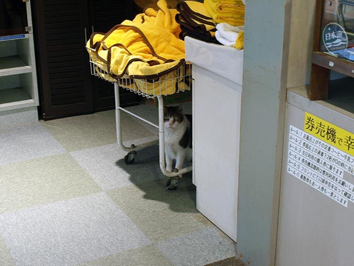 気が付くと、取材班もしんたろうにニャルソックされていた