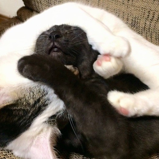 てつおくん（黒猫）と絡まって一心同体