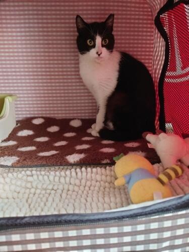 家にきたころの「ひな」