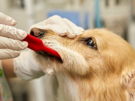 【獣医師監修】犬の歯みがきのやり方と嫌がる犬の歯をみがく簡単トレーニング方法