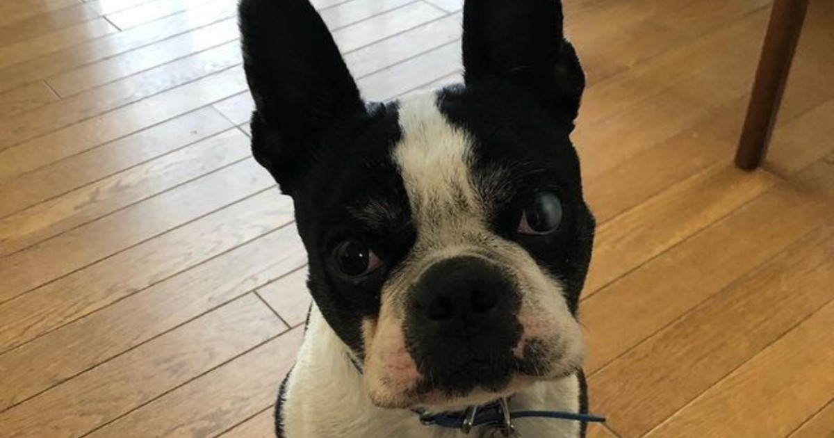 イビキ おなら 白目 寝ているときも飼い主を楽しませるボストンテリア 琥珀 犬 猫との幸せな暮らしのためのペット情報サイト Sippo