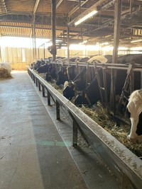 餌を食べる牛たち（提供：西岡牧場さん）