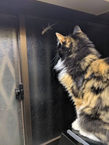 窓辺に来るヤモリが気になる