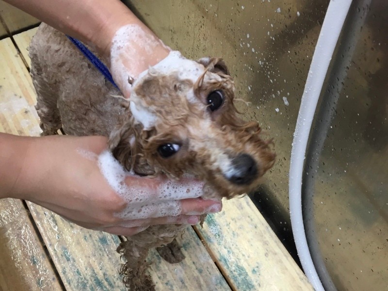 シャンプーしてもらう、学内犬時代のクッキー。学内犬に対し、お世話当番の学生は、耳掃除や爪切りなどの日常的なケア、体温測定や聴診などの健康チェックを行う（波戸さん提供）