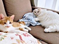 2023年10月8日、仲良くくつろぐ（左から）ミミちゃん、モカちゃん（画像提供：neko好きさん）