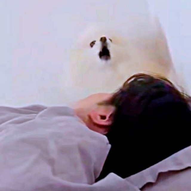 終盤では「キャウ！ キャウ〜 」と声量MAXになったコロ太くん（画像提供：コロ太くん）